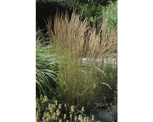 Iarbă ornamentală FloraSelf Calamagrostis x acutiflora 'Karl Foerster' H 10- 40 cm Co 3 L, 3 buc.