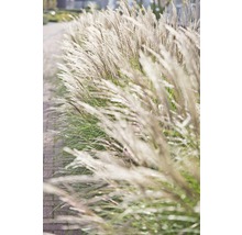 Iarba elefantului Adagio FloraSelf Miscanthus sinensis 'Adagio' H 10-40 cm Ø 14 cm