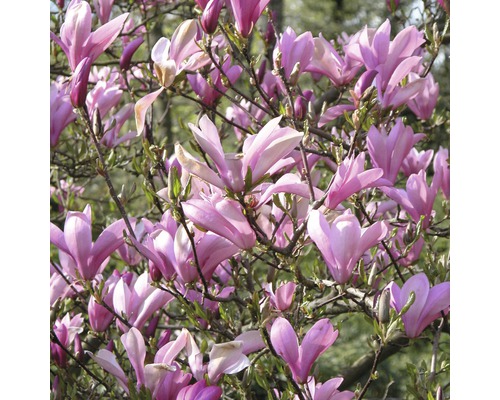 Magnolia, H 50-60 cm, container 5 L