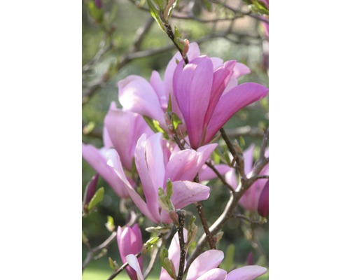 Prim-plan cu o floare de magnolie