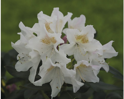 Azalee/Rododendron FloraSelf Rhododendron Hybride H 25-30 cm Co 2 L
