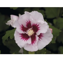 Prim-plan cu o floare de hibiscus cu petale albe și centru roșu