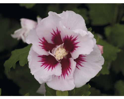 Prim-plan cu o floare de hibiscus cu petale albe și centru roșu