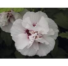 Prim-plan cu o floare de hibiscus dublă