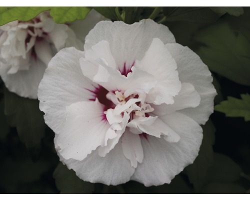 Prim-plan cu o floare de hibiscus dublă