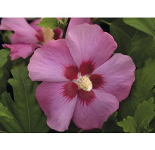 Prim-plan cu o floare de hibiscus roz, cu frunze verzi.
