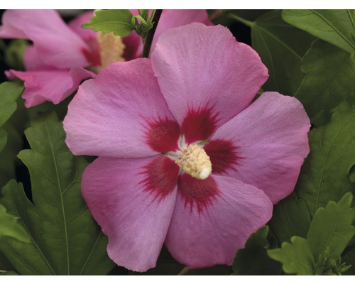 Prim-plan cu o floare de hibiscus roz, cu frunze verzi.