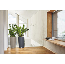 Două plante de interior în ghivece texturate într-o cameră luminoasă