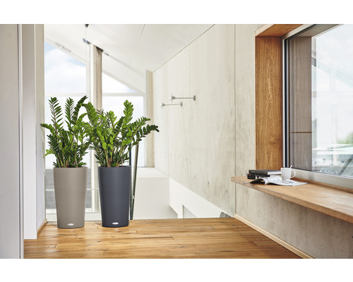 Două plante de interior în ghivece texturate într-o cameră luminoasă