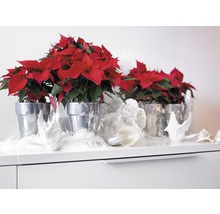 Steaua Crăciunului în ghivece argintii ca decorație pe un bufet