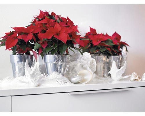 Steaua Crăciunului în ghivece argintii ca decorație pe un bufet