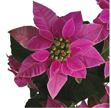 Crăciunița FloraSelf Euphorbia princettia H 30-35 cm ghiveci Ø 12 cm roz deschis