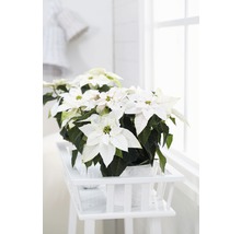 Mai mulți Poinsettia albi în ghivece pe o masă albă lângă o fereastră