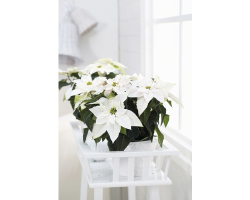 Mai mulți Poinsettia albi în ghivece pe o masă albă lângă o fereastră