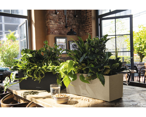 Două jardiniere dreptunghiulare cu plante de apartament pe o masă într-o cameră luminoasă.