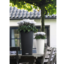 Două ghivece cu flori pe o masă de lemn afară