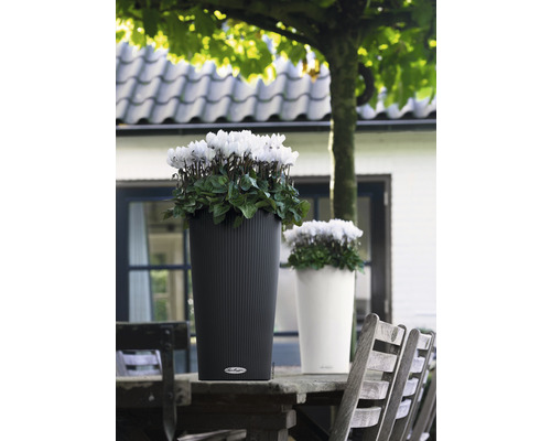 Două ghivece cu flori pe o masă de lemn afară