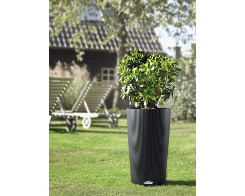 Plantă într-un ghiveci canelat în grădină.