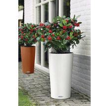 Două jardiniere cu plante în fața unei clădiri.