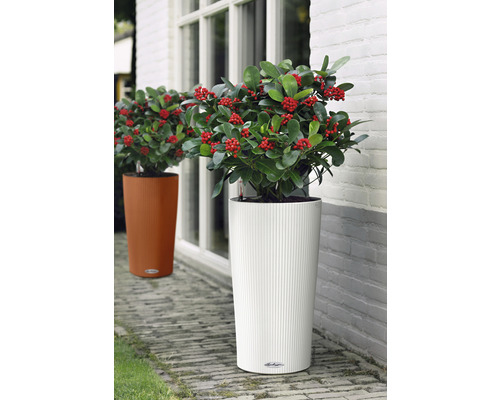 Două jardiniere cu plante în fața unei clădiri.