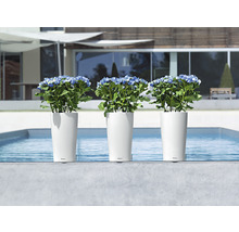 Trei jardiniere albe cu hortensii la piscină