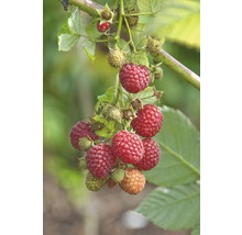 Rubus idaeus 'Pokusa' FloraSelf/ Zmeur de toamnă, H 40-60 cm, Co 2 L-thumb-4