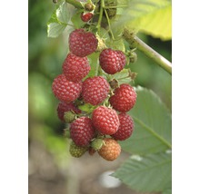 Rubus idaeus 'Pokusa' FloraSelf/ Zmeur de toamnă, H 40-60 cm, Co 2 L-thumb-3
