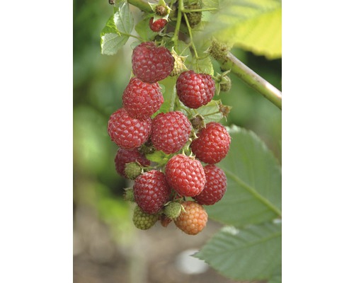 Zmeură pe un arbust