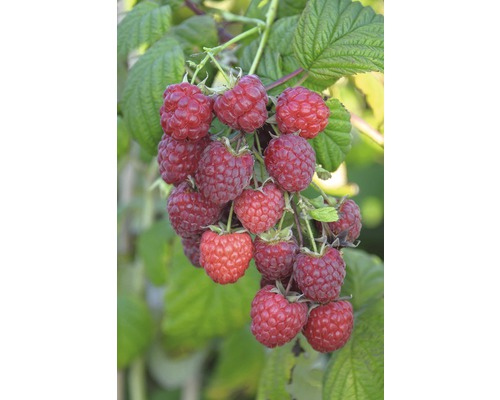 Prim-plan cu zmeură pe tufă