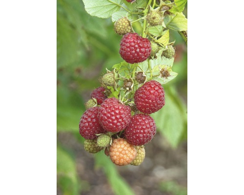 Rubus idaeus 'Pokusa' FloraSelf/ Zmeur de toamnă, H 40-60 cm, Co 2 L Rubus idaeus 'Pokusa' FloraSelf/ Zmeur de toamnă, H 40-60 cm, Co 2 L