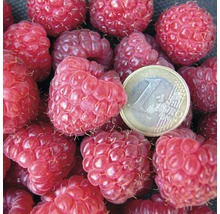 Rubus idaeus 'Aroma Queen' FloraSelf/ Zmeur de toamnă, H 40-60 cm, Co 2 L-thumb-1