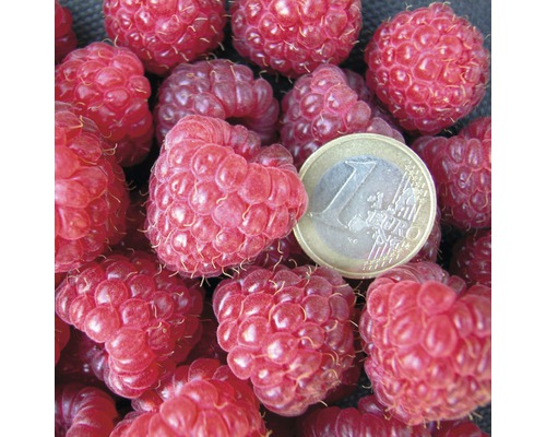 Zmeură cu o monedă de un euro