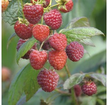 Rubus idaeus 'Aroma Queen' FloraSelf/ Zmeur de toamnă, H 40-60 cm, Co 2 L-thumb-0