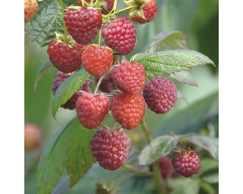 Rubus idaeus 'Aroma Queen' FloraSelf/ Zmeur de toamnă, H 40-60 cm, Co 2 L-0