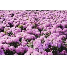 Câmp cu rododendroni înfloriți