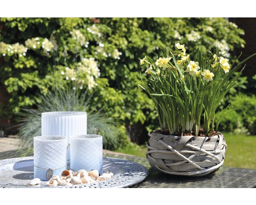 Trei felinare și un ghiveci cu narcise pe o masă în grădină.