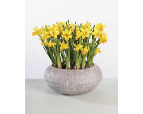 Narcise galbene într-un vas de plantare