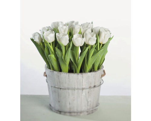 Lalele FloraSelf Tulipa x Hybride 'Calgary' ghiveci Ø 9 cm