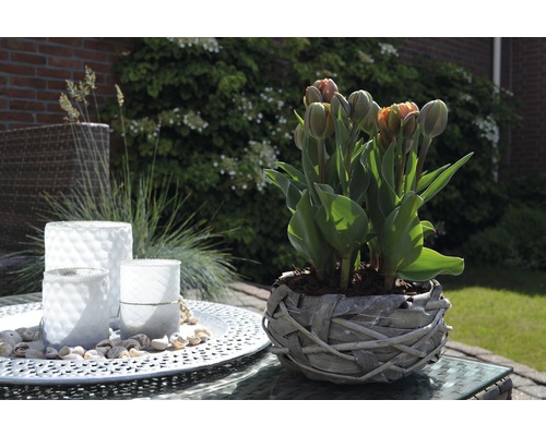 Măsuță decorativă de grădină cu lalele într-un coș de răchită și suporturi pentru lumânări