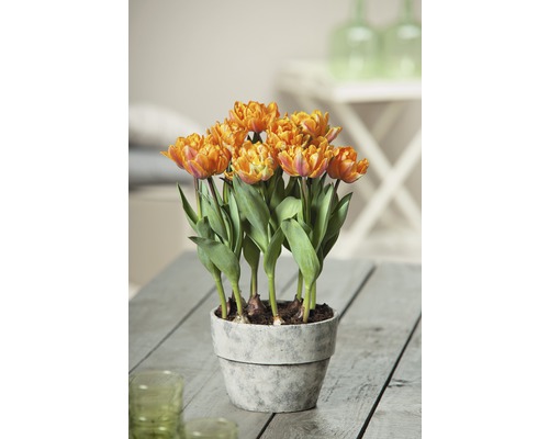 Lalele FloraSelf Tulipa x Hybride 'Orange Princess' ghiveci Ø 9 cm