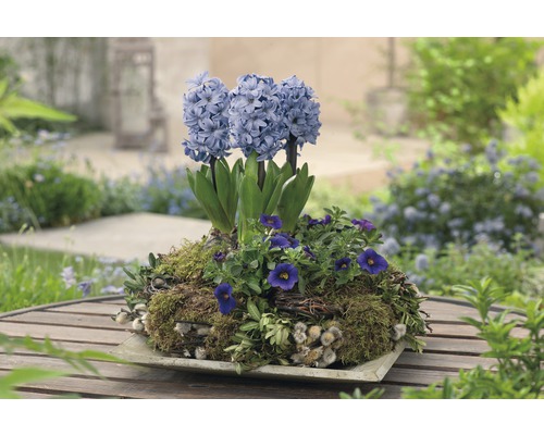 Zambile FloraSelf Hyacinthus orientalis 'Blue Star'ghiveci Ø 12 cm albastru Aranjament floral cu zambile și alte plante ornamentale pe o masă în grădină.