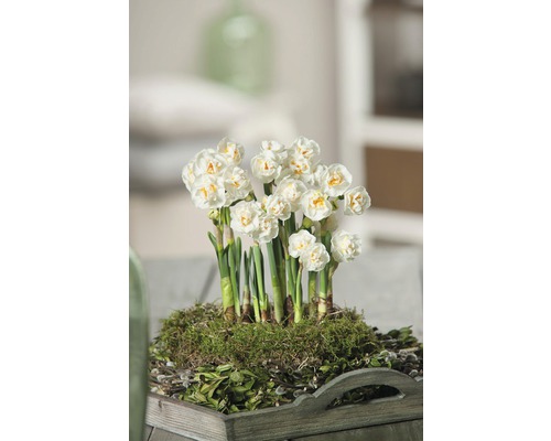 Narcise FloraSelf Narcissus pseudonarcissus 'Bridal Crown' ghiveci Ø 12 cm Aranjament de narcise pe o tavă de lemn cu mușchi și verdeață