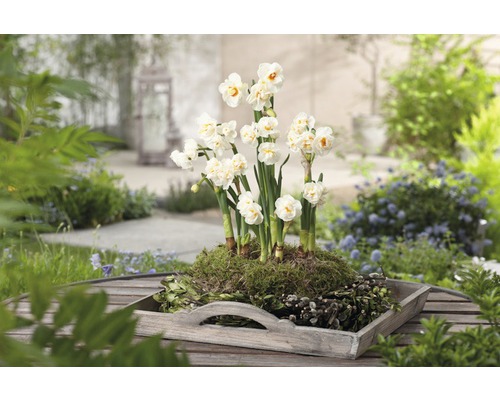 Narcise într-un vas de lemn pe o masă de grădină