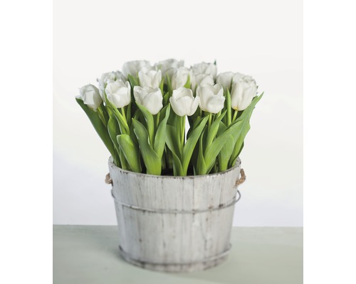 Lalele FloraSelf Tulipa x Hybride 'Calgary' ghiveci Ø 12 cm