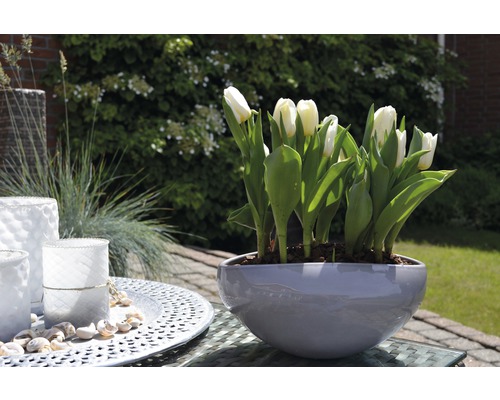 Lalele albe în ghiveci gri pe o masă de exterior, înconjurate de decorațiuni