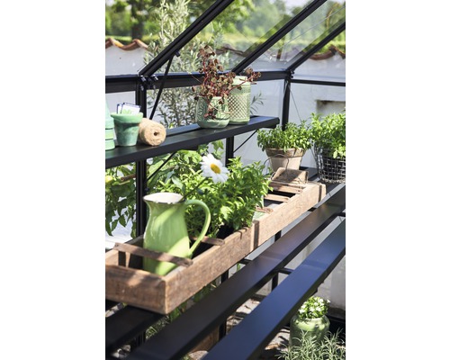 Vedere interioară a unei sere cu rafturi și diverse plante în ghivece