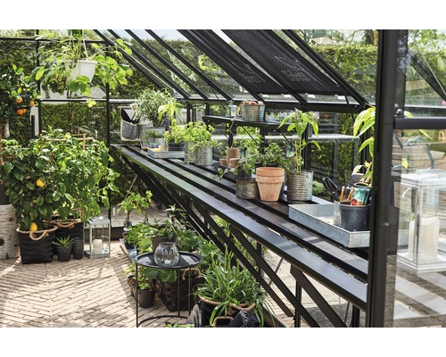 Seră cu plante și rafturi, ideală pentru cultivarea în grădină