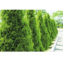 Rând de plante Thuja veșnic verzi în grădină.