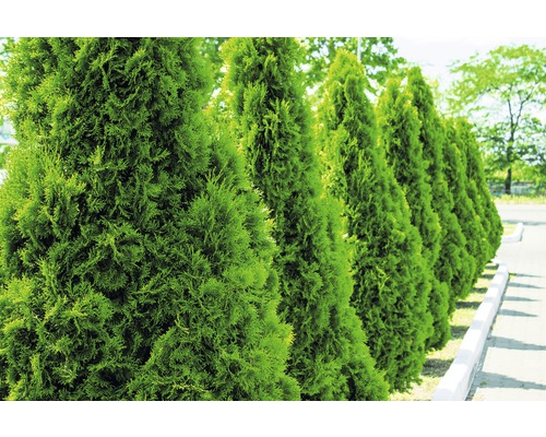 Rând de plante Thuja veșnic verzi în grădină.