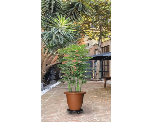 Plantă de interior într-un ghiveci cu rotile afară.